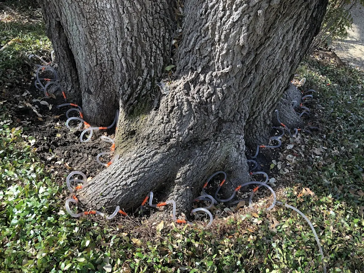 Detailed Tree Cabling and Bracing job site in Fourmile